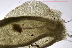 Attēlu rezultāti vaicājumam “Jungermannia sphaerocarpa”