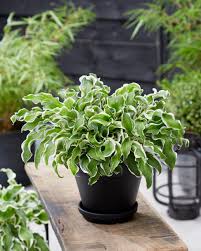 Attēlu rezultāti vaicājumam “Hosta sp.”