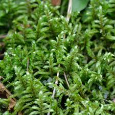 Attēlu rezultāti vaicājumam “Pleurozium schreberi sporophyte”