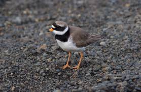Attēlu rezultāti vaicājumam “Charadrius hiaticula adult”