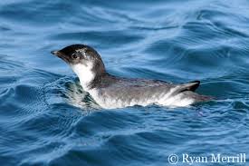 Image result for Synthliboramphus antiquus