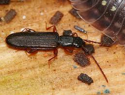 Attēlu rezultāti vaicājumam “Dendrophagus crenatus”
