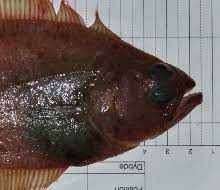 Image result for Hippoglossoides platessoides