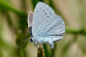 Attēlu rezultāti vaicājumam “Celastrina argiolus underside”