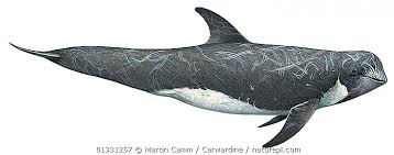 Image result for Grampus griseus