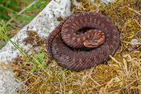 Attēlu rezultāti vaicājumam “Vipera berus”