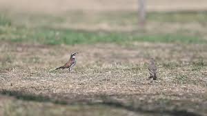 Image result for Turdus naumanni