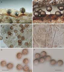 Attēlu rezultāti vaicājumam “Comatricha alta stalked”