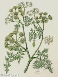 Attēlu rezultāti vaicājumam “Oenanthe aquatica leaf”