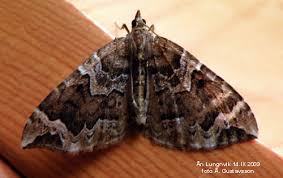 Attēlu rezultāti vaicājumam “Eulithis prunata”