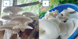 Attēlu rezultāti vaicājumam “Pleurotus ostreatus”