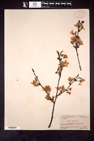 Attēlu rezultāti vaicājumam “Cerasus bud”