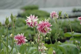 Image result for Aquilegia vulgaris `Nora Barlow`