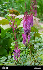 Attēlu rezultāti vaicājumam “Astilbe chinensis leaf”