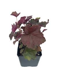 Image result for HEUCHERA americana 'Palace Purple Auslese'
