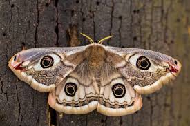 Attēlu rezultāti vaicājumam “Saturnia pavonia female”