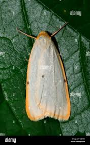 Attēlu rezultāti vaicājumam “Cybosia mesomella”