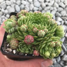 Attēlu rezultāti vaicājumam “Jovibarba globifera bud”