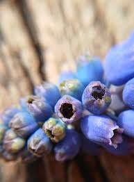 Attēlu rezultāti vaicājumam “Ochropsora ariae spores”