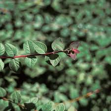 Attēlu rezultāti vaicājumam “Symphoricarpos x chenaultii”