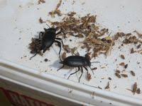 Attēlu rezultāti vaicājumam “Blaps mortisaga”