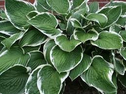 Image result for Hosta fortunei albomarginata