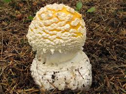 Attēlu rezultāti vaicājumam “Amanita regalis”