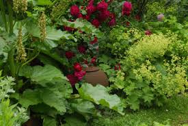 Image result for Frauenmantel