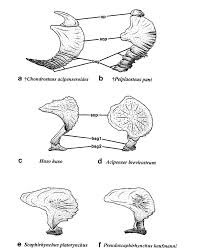Image result for Huso brevirostrum