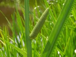 Attēlu rezultāti vaicājumam “Acorus calamus”