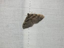 Attēlu rezultāti vaicājumam “Catarhoe rubidata”