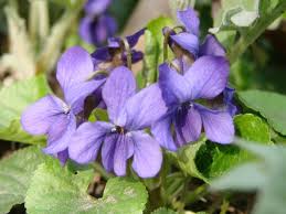 Attēlu rezultāti vaicājumam “Viola reichenbachiana flower”