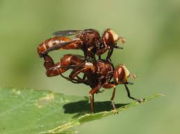 Attēlu rezultāti vaicājumam “Sicus ferrugineus”