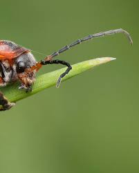 Attēlu rezultāti vaicājumam “Cantharis rustica”