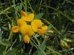Attēlu rezultāti vaicājumam “Lotus corniculatus flower”