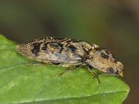 Attēlu rezultāti vaicājumam “Prosternon tessellatum”