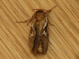 Attēlu rezultāti vaicājumam “Hepialus lupulinus”