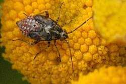 Attēlu rezultāti vaicājumam “Lygus nymph”