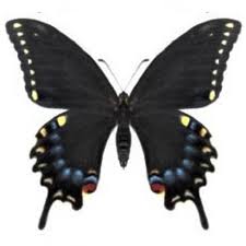 Attēlu rezultāti vaicājumam “Papilio machaon”