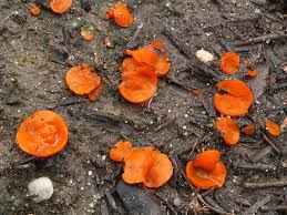 Attēlu rezultāti vaicājumam “Melastiza chateri”