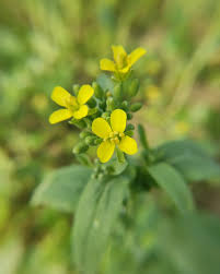 Attēlu rezultāti vaicājumam “Diplotaxis muralis fruit”