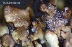 Attēlu rezultāti vaicājumam “Hypogymnia vittata”