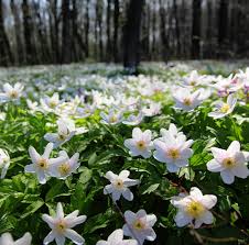 Image result for Buschwindröschen