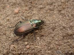 Attēlu rezultāti vaicājumam “Poecilus cupreus”