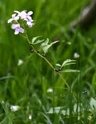 Attēlu rezultāti vaicājumam “Cardamine bulbifera leaf”