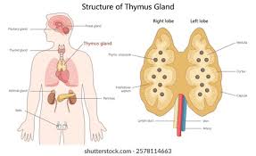 Image result for Thymus