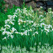 Attēlu rezultāti vaicājumam “Iris sibirica leaf”