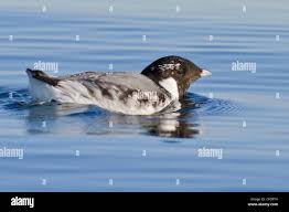 Image result for Synthliboramphus antiquus