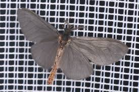 Attēlu rezultāti vaicājumam “Mythimna flammea”