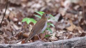 Image result for Catharus fuscescens